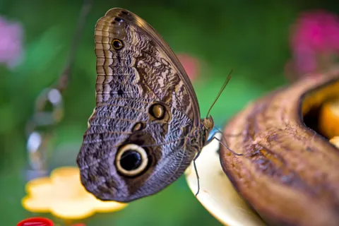 Fondo de pantalla Mariposa 4K · animals · 3840×2558