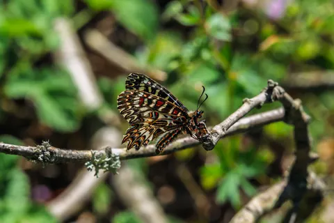 तितली 4K वॉलपेपर · animals · 3840×2560