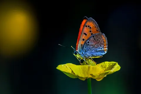 तितली 4K वॉलपेपर · animals · 3840×2560