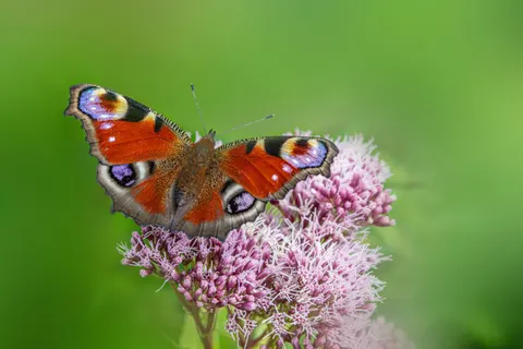 Sfondo Farfalla 4K · animals · 3840×2560