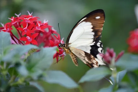 Butterfly 4K Wallpaper · animals · 3840×2560
