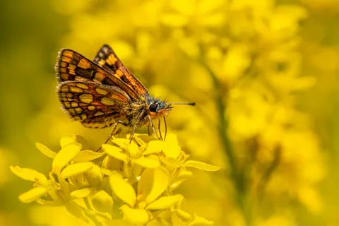 Kelebek 4K Duvar Kağıdı · animals · 3840×2560