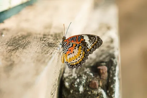 तितली 4K वॉलपेपर · animals · 3840×2560