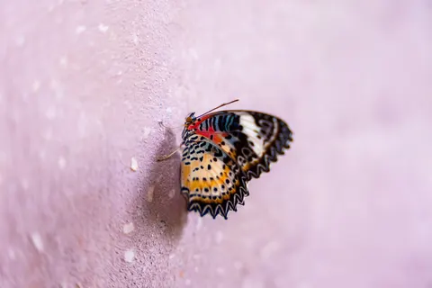 तितली 4K वॉलपेपर · animals · 3840×2560