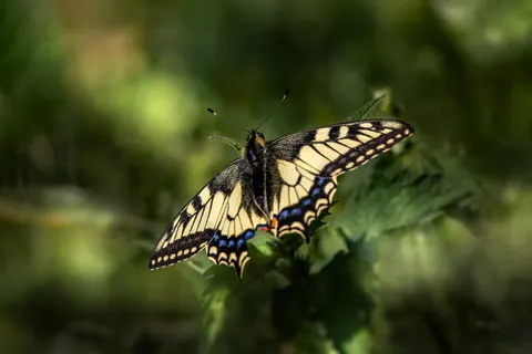 Sfondo Farfalla 4K · animals · 3840×2560