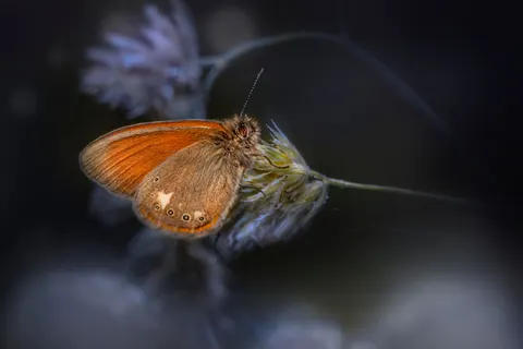 خلفية فراشة بدقة 4K · animals · 3840×2561