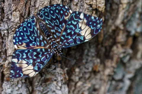 Sfondo Farfalla 4K · animals · 3840×2562