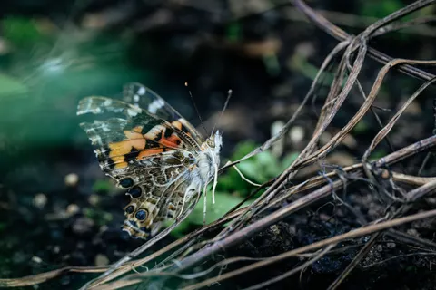 خلفية فراشة بدقة 4K · animals · 3840×2560