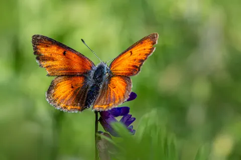 Kelebek 4K Duvar Kağıdı · animals · 3840×2560