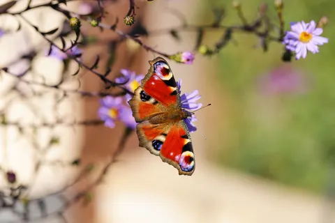Butterfly 4K Wallpaper · animals · 3840×2560