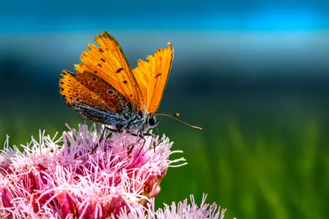 Sfondo Farfalla 4K · animals · 3840×2560