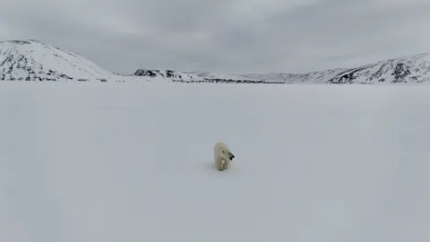 Polar Bear 4K Wallpaper · animals · 3840×2160