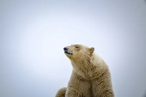 Обои Белый медведь 4K · animals · 3840×2560