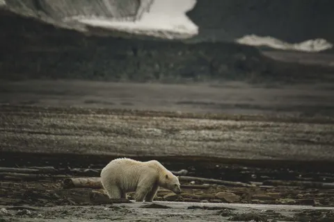 Polar Bear 4K Wallpaper · animals · 3840×2560