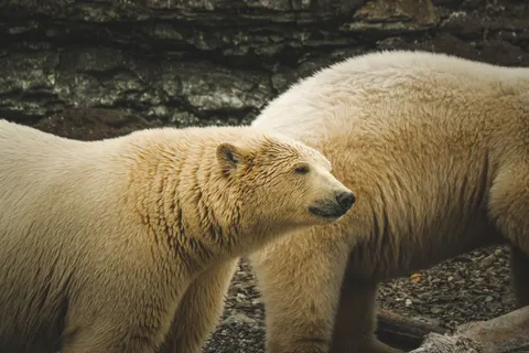 Polar Bear 4K Wallpaper · animals · 3840×2560