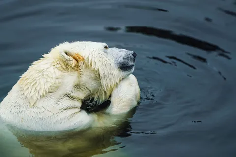 Polar Bear 4K Wallpaper · animals · 3840×2561