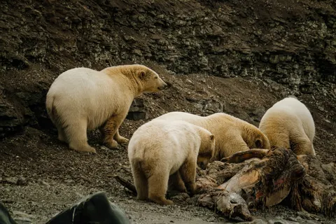 北極熊 4K桌布 · animals · 3840×2560