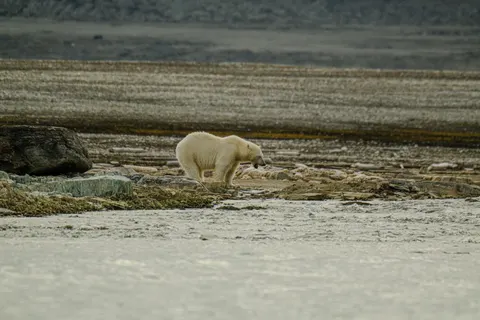 Polar Bear 4K Wallpaper · animals · 3840×2560