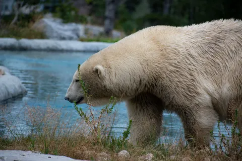 Polar Bear 4K Wallpaper · animals · 3840×2560