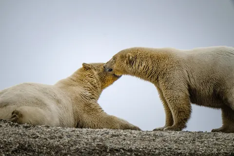 Polar Bear 4K Wallpaper · animals · 3840×2560