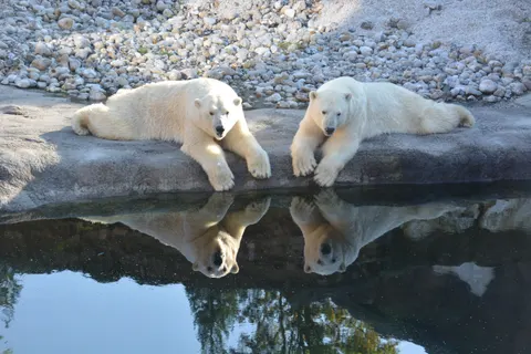 Polar Bear 4K Wallpaper · animals · 3840×2560
