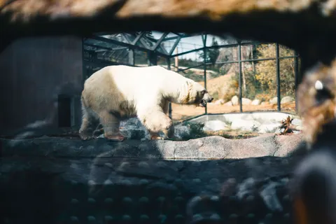 北極熊 4K桌布 · animals · 3840×2561