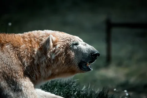 Обои Белый медведь 4K · animals · 3840×2563