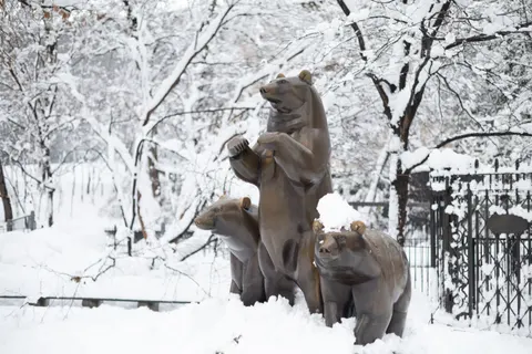 Polar Bear 4K Wallpaper · animals · 3840×2560