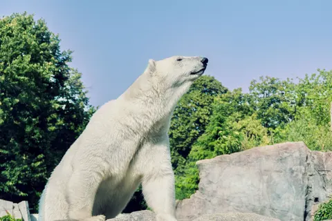 Polar Bear 4K Wallpaper · animals · 3840×2560