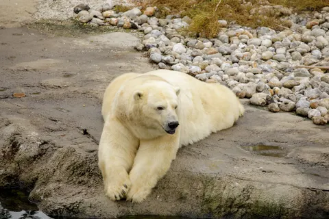 Polar Bear 4K Wallpaper · animals · 3840×2560