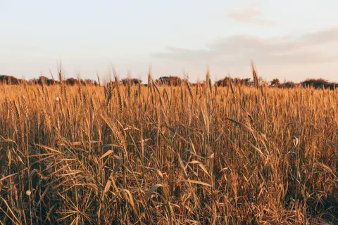 Countryside Field 4K Wallpaper · nature · 3840×2560