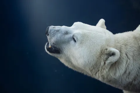 北極熊 4K桌布 · animals · 3840×2560