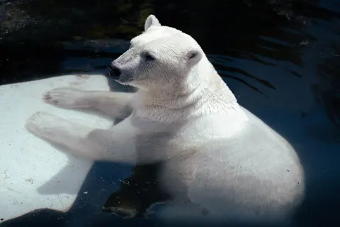 Polar Bear 4K Wallpaper · animals · 3840×2560