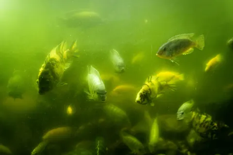 Unterwasserriff 4K Hintergrundbild · underwater · 3840×2560