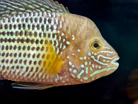 Underwater Reef 4K Wallpaper · underwater · 3840×2880