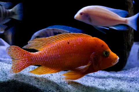 Underwater Reef 4K Wallpaper · underwater · 3840×2560