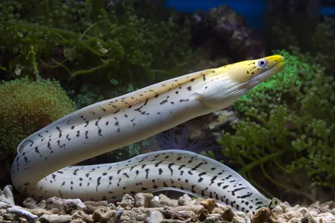 Underwater Reef 4K Wallpaper · underwater · 3840×2560
