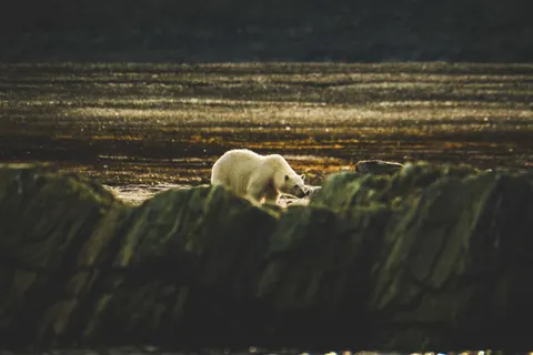 北極熊 4K桌布 · animals · 3840×2560