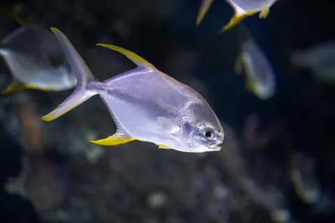 Underwater Reef 4K Wallpaper · underwater · 3840×2560
