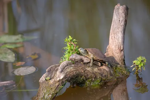 Swimming Turtle 4K Wallpaper · underwater · 3840×2564