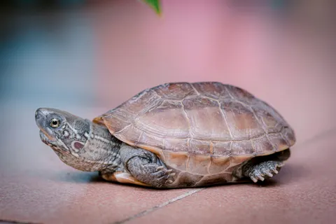 Swimming Turtle 4K Wallpaper · underwater · 3840×2560