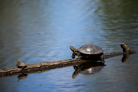 Swimming Turtle 4K Wallpaper · underwater · 3840×2563