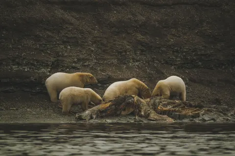 北極熊 4K桌布 · animals · 3840×2560
