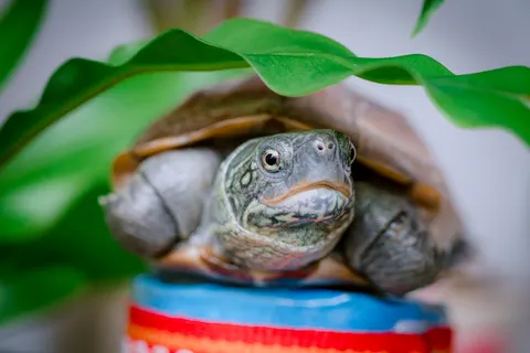 Swimming Turtle 4K Wallpaper · underwater · 3840×2560