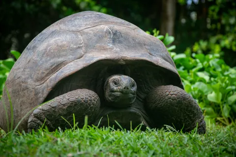 Swimming Turtle 4K Wallpaper · underwater · 3840×2553