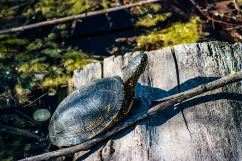 Swimming Turtle 4K Wallpaper · underwater · 3840×2560