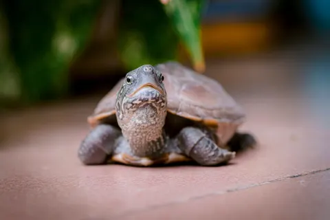 Swimming Turtle 4K Wallpaper · underwater · 3840×2560