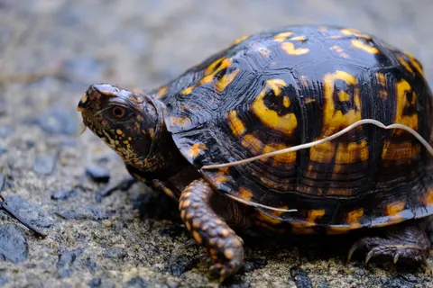 Swimming Turtle 4K Wallpaper · underwater · 3840×2560