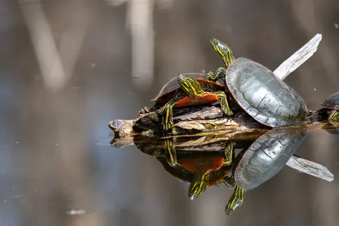 Swimming Turtle 4K Wallpaper · underwater · 3840×2560