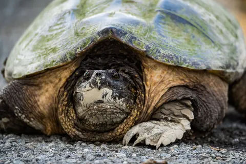 Swimming Turtle 4K Wallpaper · underwater · 3840×2560